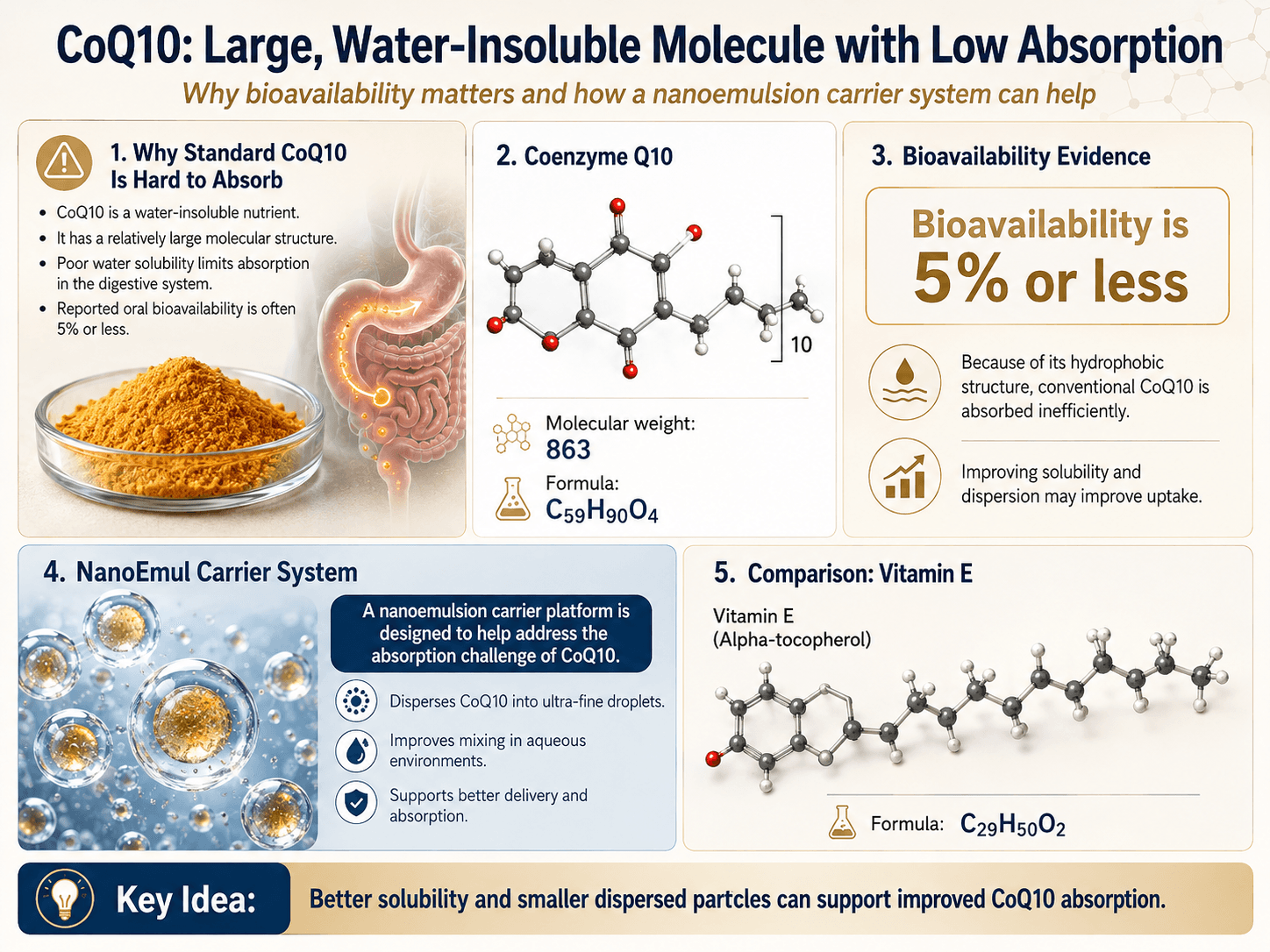 CoQ10 bioavailability explainer diagram